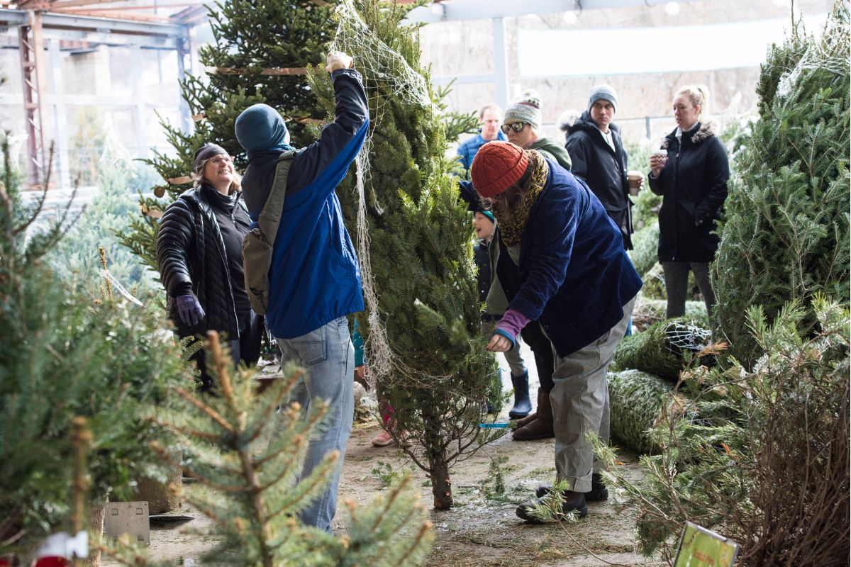 Volunteers preparing Christmas trees at the Garden Market