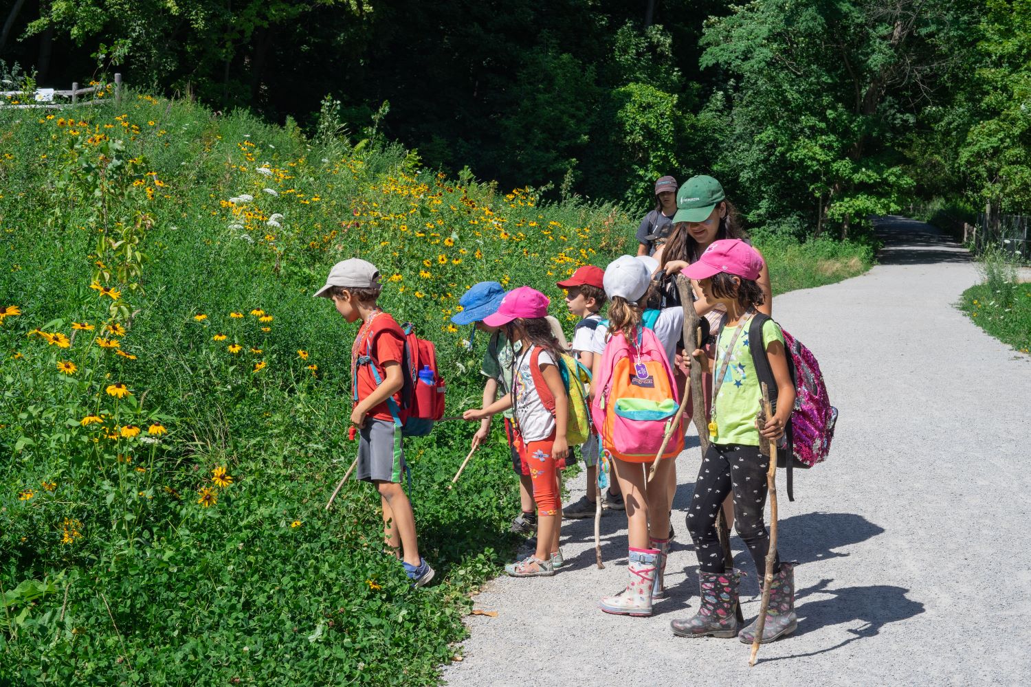 Group of children on a nature walk looking at wild flowers.