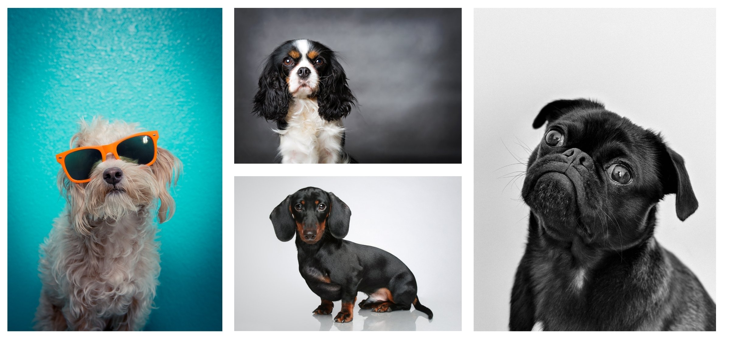 dog-photography-banner