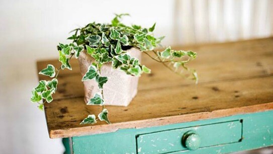 English Ivy (Hedera helix): 5 indoor houseplants that will help you breathe easy