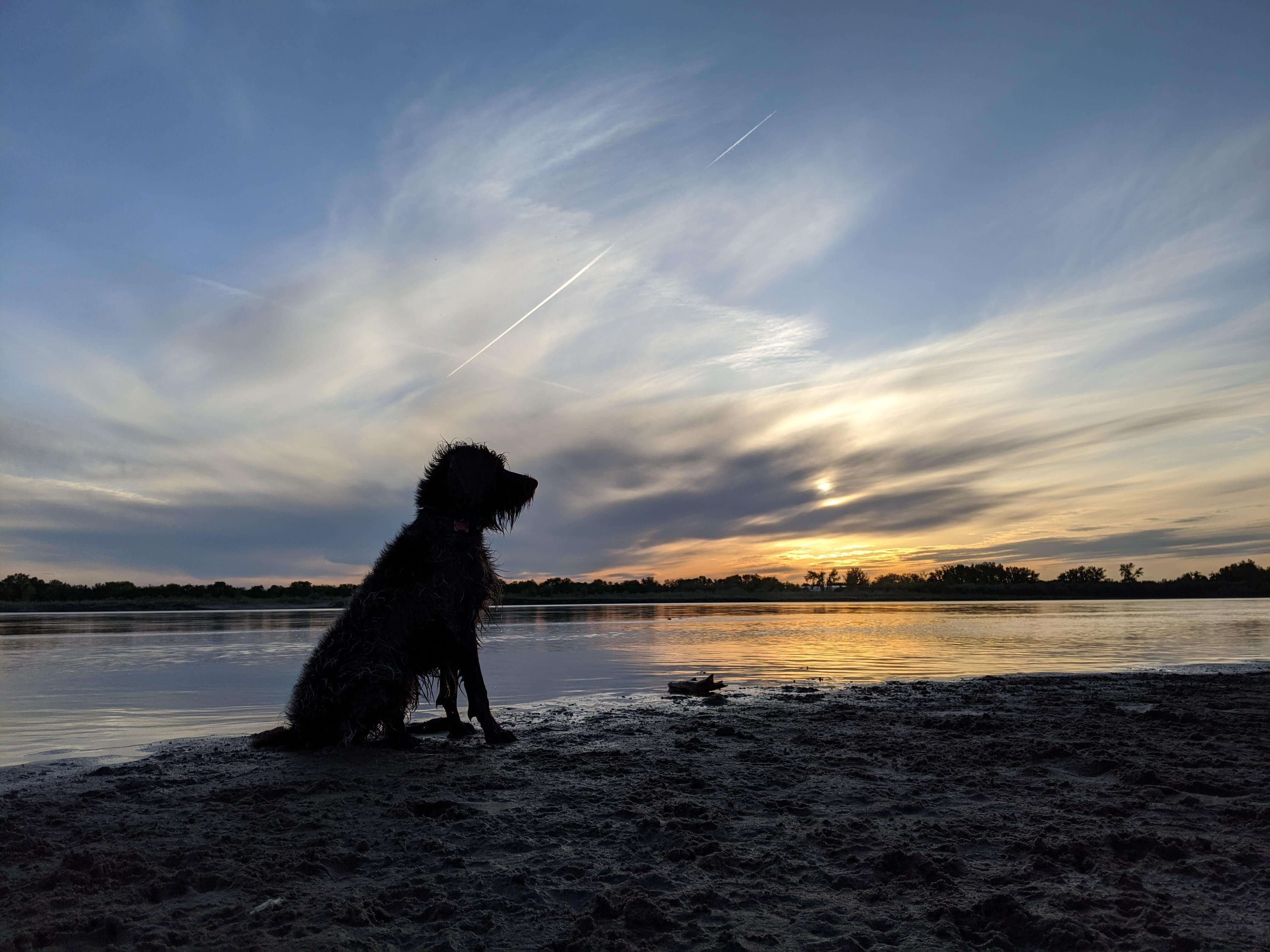 Dog sits on rocks overlooking beach with sunset in background