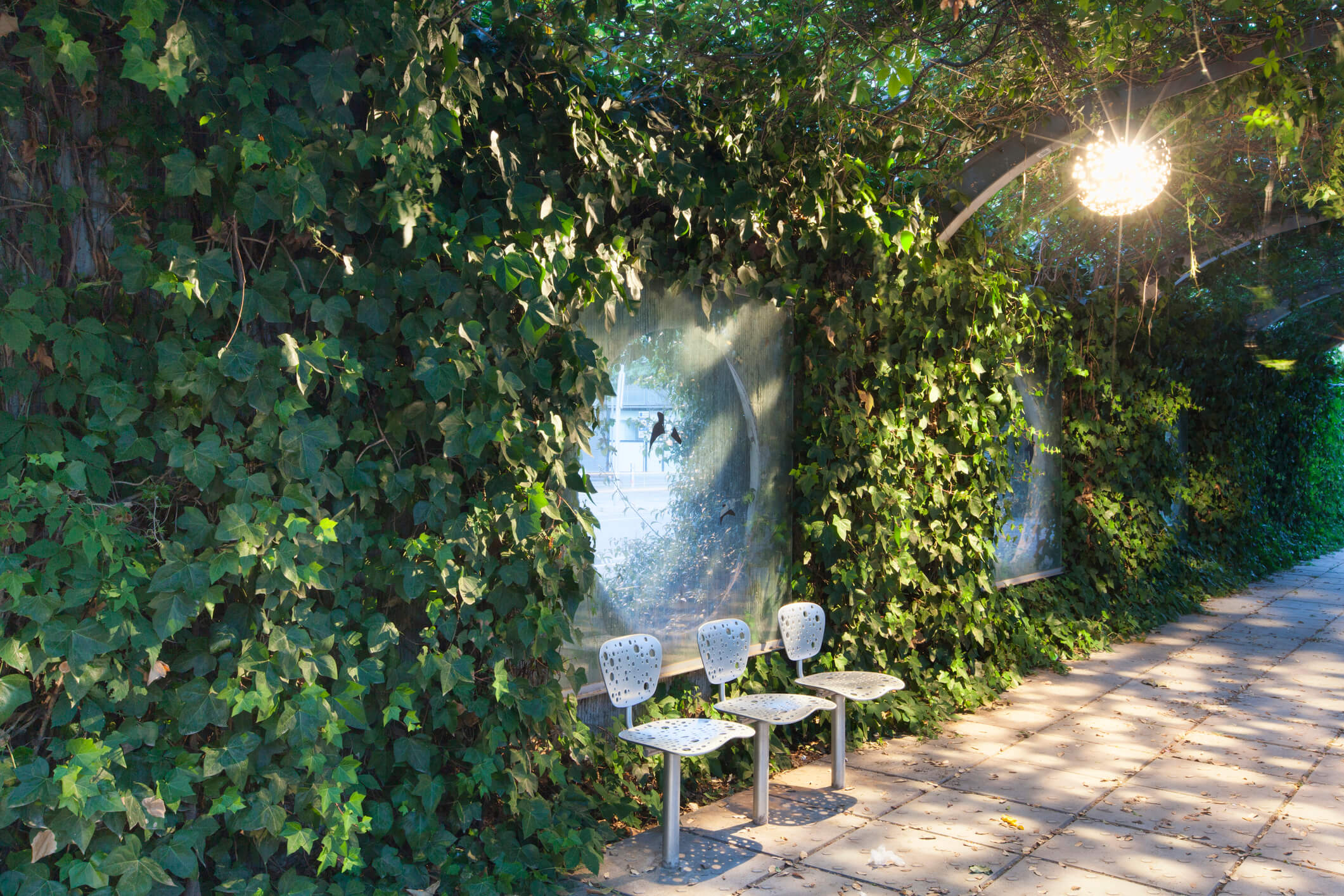 Three metal chairs sit against a wall covered in vines in Barcelona