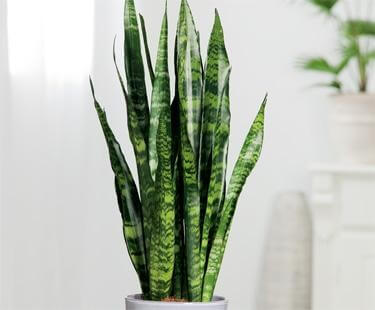 Snake Plant (Sansevieria trifasciata): 5 indoor houseplants that will help you breathe easy